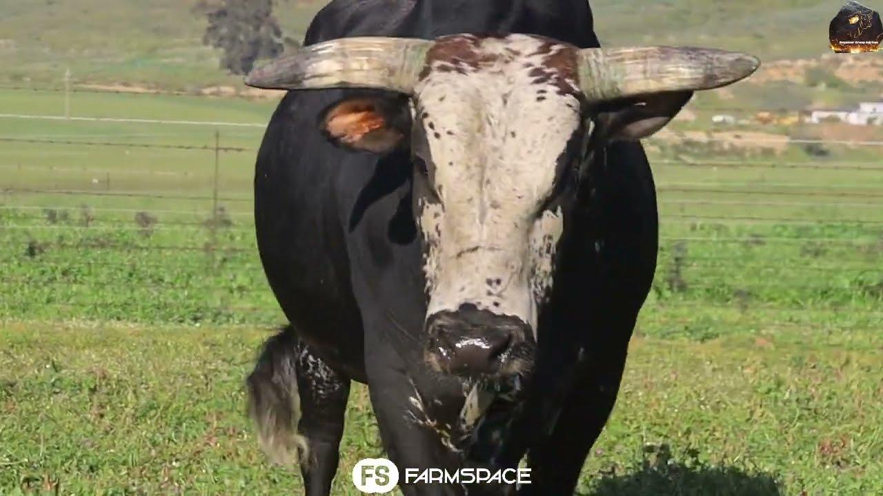 Exsteen Nguni's bied Lot 48 - EX 18-06 aan by die Nguni Regainer Groep Veiling, 13 Oktober.
