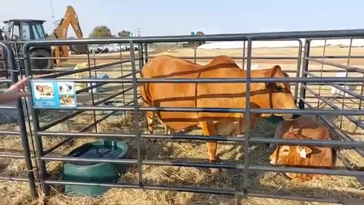 Waarvoor moet jy kyk as jy 'n goeie kwaliteit Boran bees wil koop?