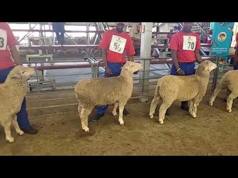SAVM Nasionale Skou Kampioenskap - Superlam