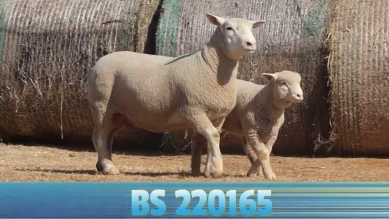 BS 22-165 is 'n Nationale Kampioenskap ooi wat beskikbaar is op die Jakaranda Veiling, 19 Augustus.