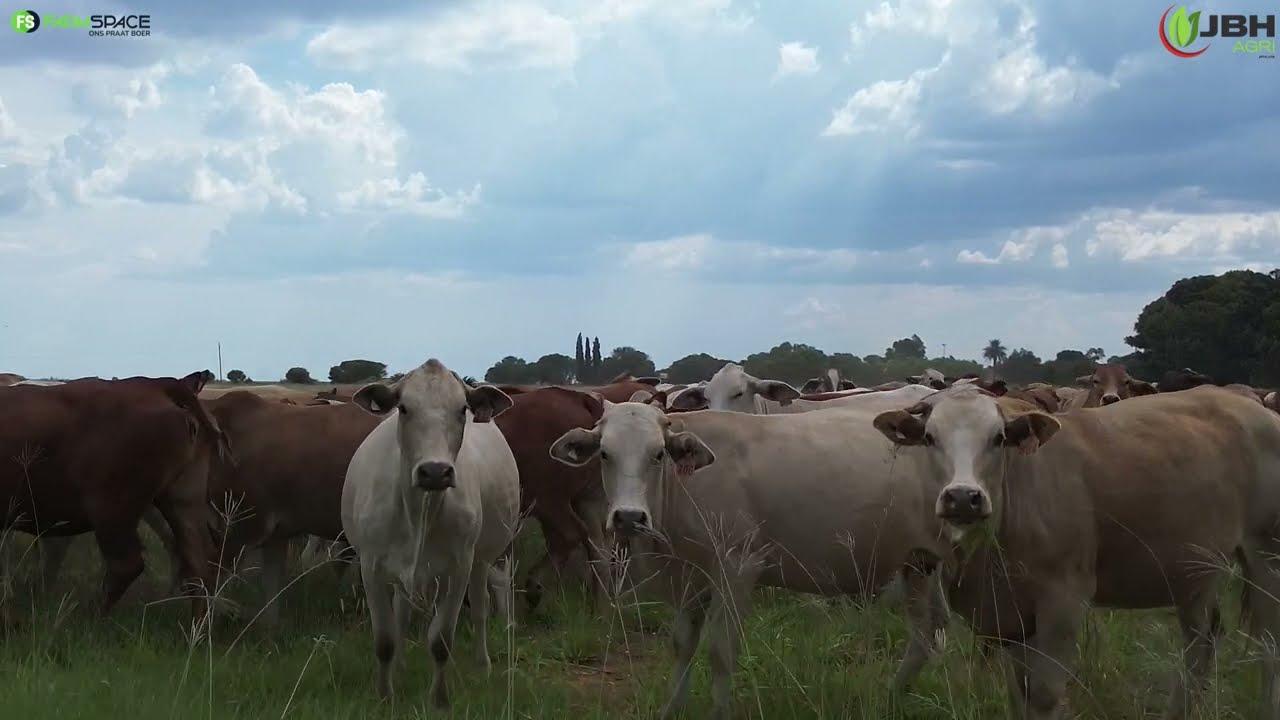 JBH spog al vir 10 jaar met kwaliteit op hul produksie veilings, ons vind meer uit...