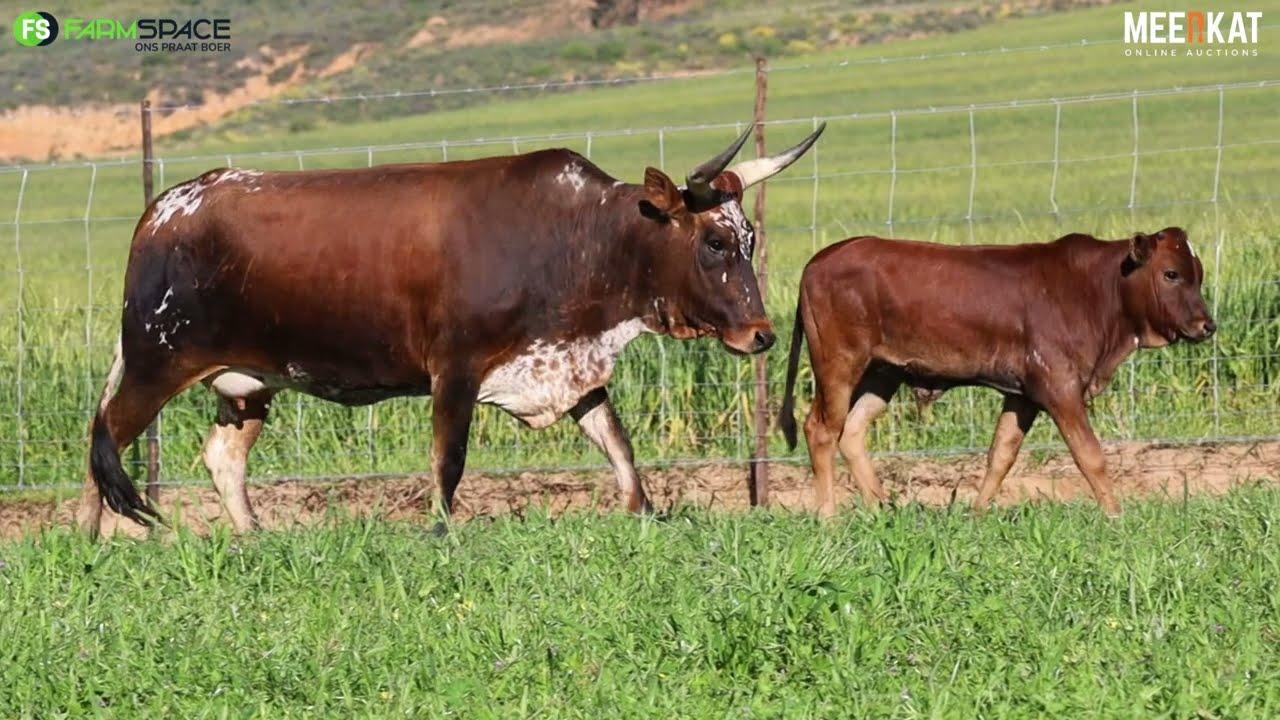 Lot 38 | EX 19-421 | Exsteen Ngunis by die Nguni Regainer Veiling op 12 Oktober 2023
