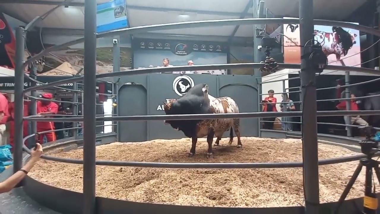 Lot 27 | Jamaica verkoop vir R1,6 miljoen by die Hurwitz Farming Summer Sale 2022