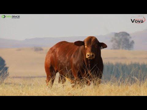 Vova 20-39 is a bull loaded with style, length and muscle mass