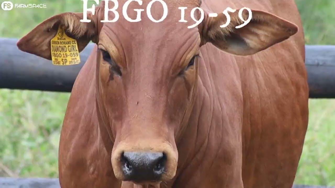 Diamond Girl, FBGO 19-59, word met trots aangebied deur Gerben Borane by die Sterkfontein Veiling.