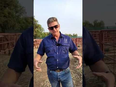 Diamond Boran Auction 2023 saam met Christopher Havinga