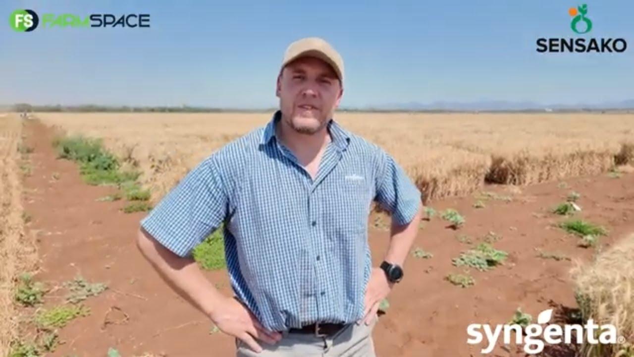 Hoe lank vat dit om 'n koring kultivar te kry vandat jy die 1ste keer sien dit het potensiaal?
