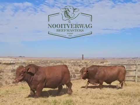 Is jy reg vir die 18de Nooitverwag Beefmasters Produksie Veiling?