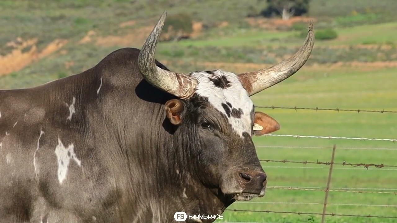Exsteen Nguni's bied aan Lot 46 - EX 13-216 | Wally by die Nguni Regainer Groep Veiling, 13 Oktober.