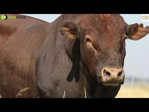 Gouwsberg Tulis presents G 19 32 at the Gouwsberg Auction 1 June 2023.