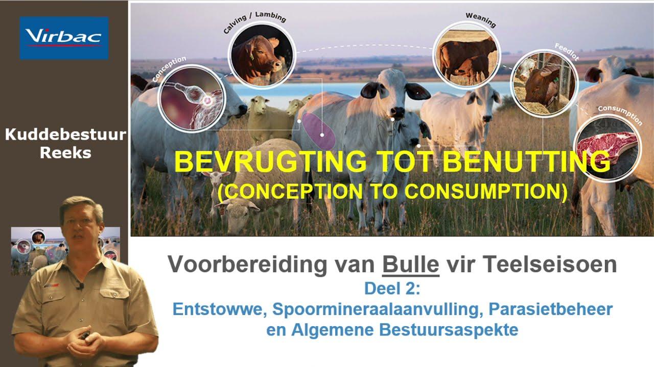 Voorbereiding van Bulle vir Teelseisoen met Virbac - Deel 2