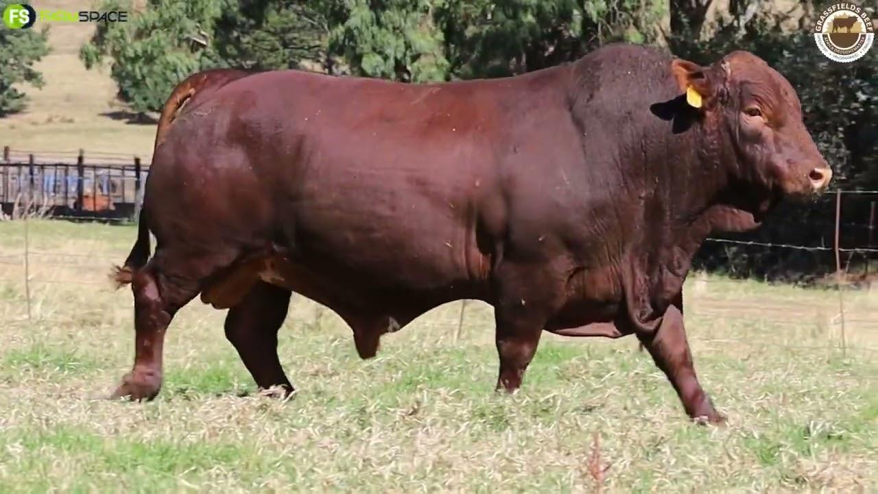Lot 6 | GRB 19-0267 is on sale at the Grassfields Beef auction.