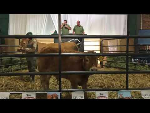 Xourel Limousins auction live from Coligny South Africa