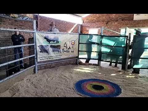 Valley Droughtmaster Auction