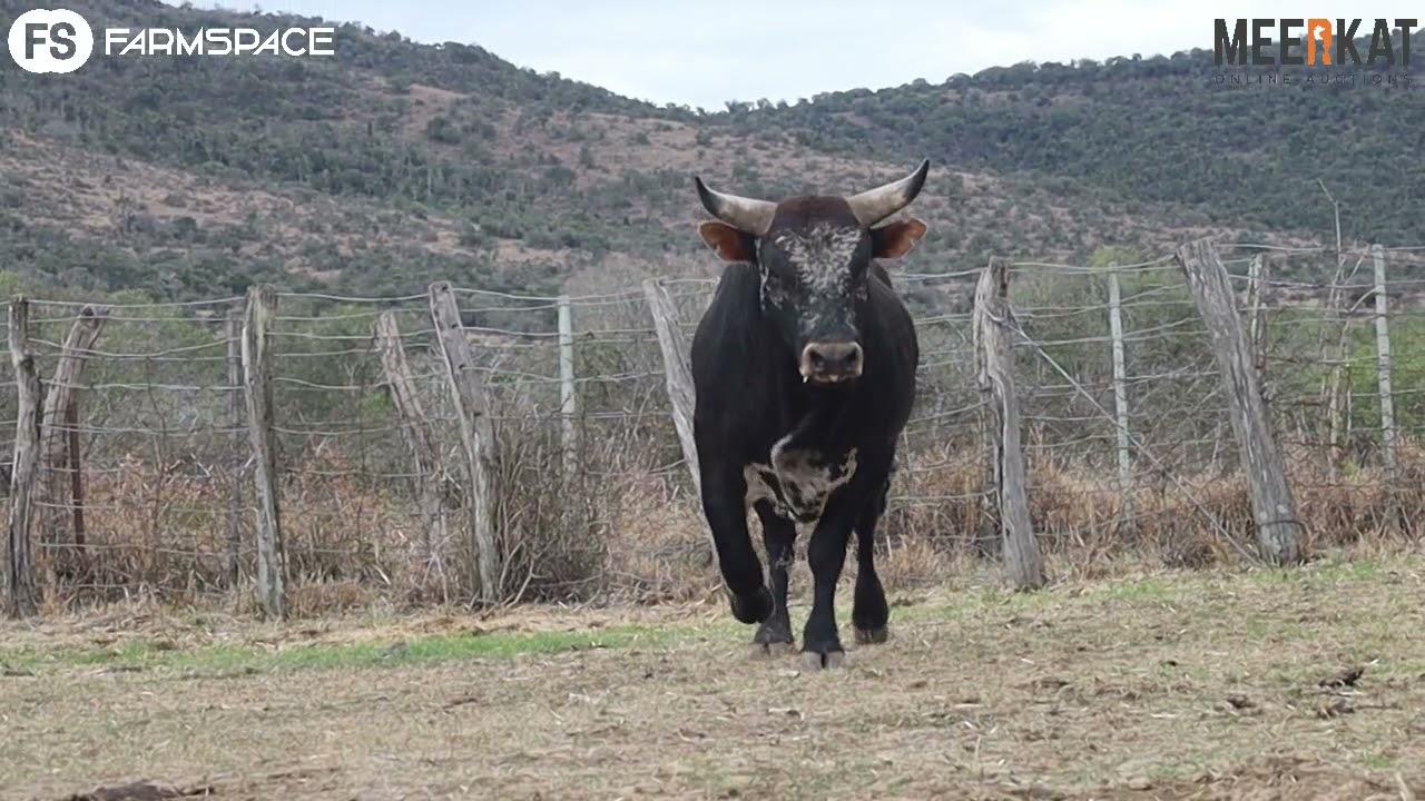 Regainer Nguni Auction, 14 October Q 18 4  - Lot  5