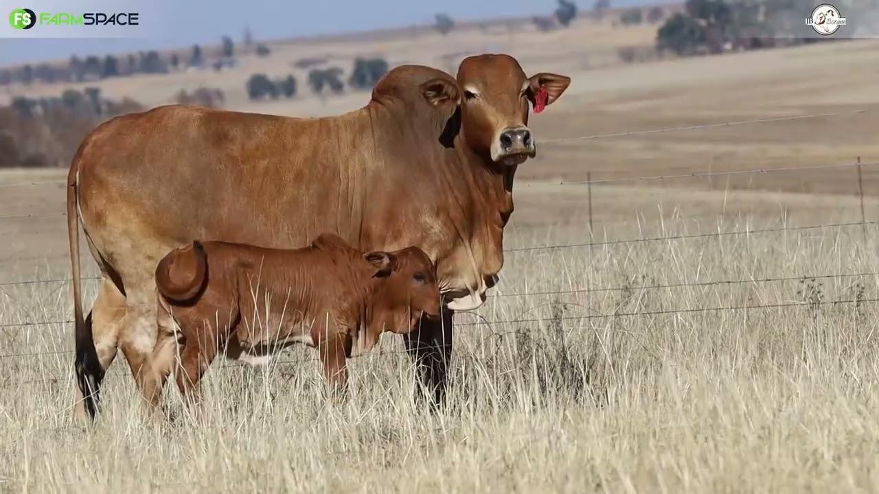JB Borane proudly presents Lot 54 | JBB 17 72 with heifer calf JBB 24 30 on 13 July 2024