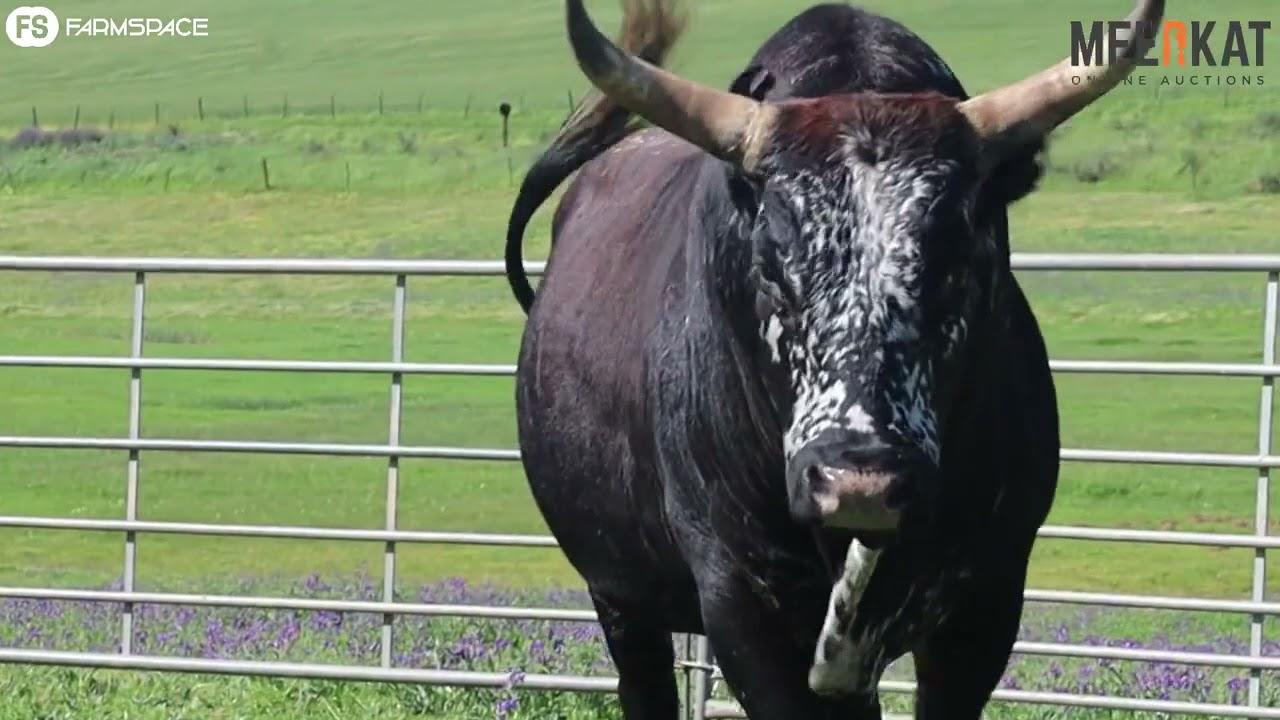 Regainer  Nguni Group Auction- Lot 6: CS 16 311