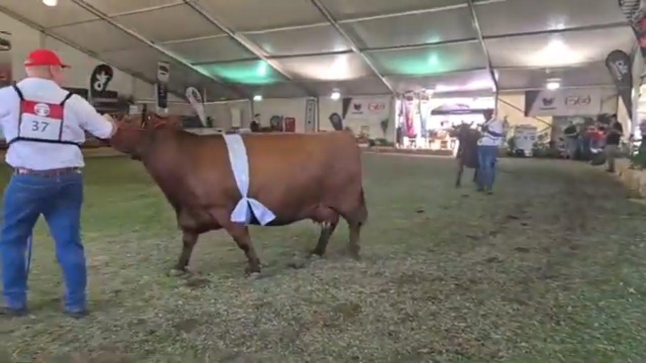 Angus Nasionale Skou, Rooi Vroulike Senior Kampioenskap regstreeks vanaf Bloem Show 2024.