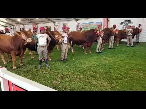 Limousin Kampioenskappe 2022 Beste paar, manlik en vroulik by Bloemskou 2022