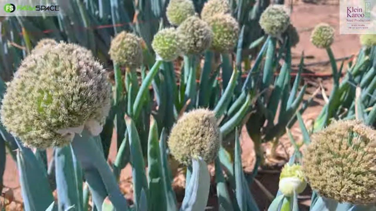 Wat is een van dié belangrikste goed wat die Karoo aan die gang hou? Klein Karoo Saad Produksie.