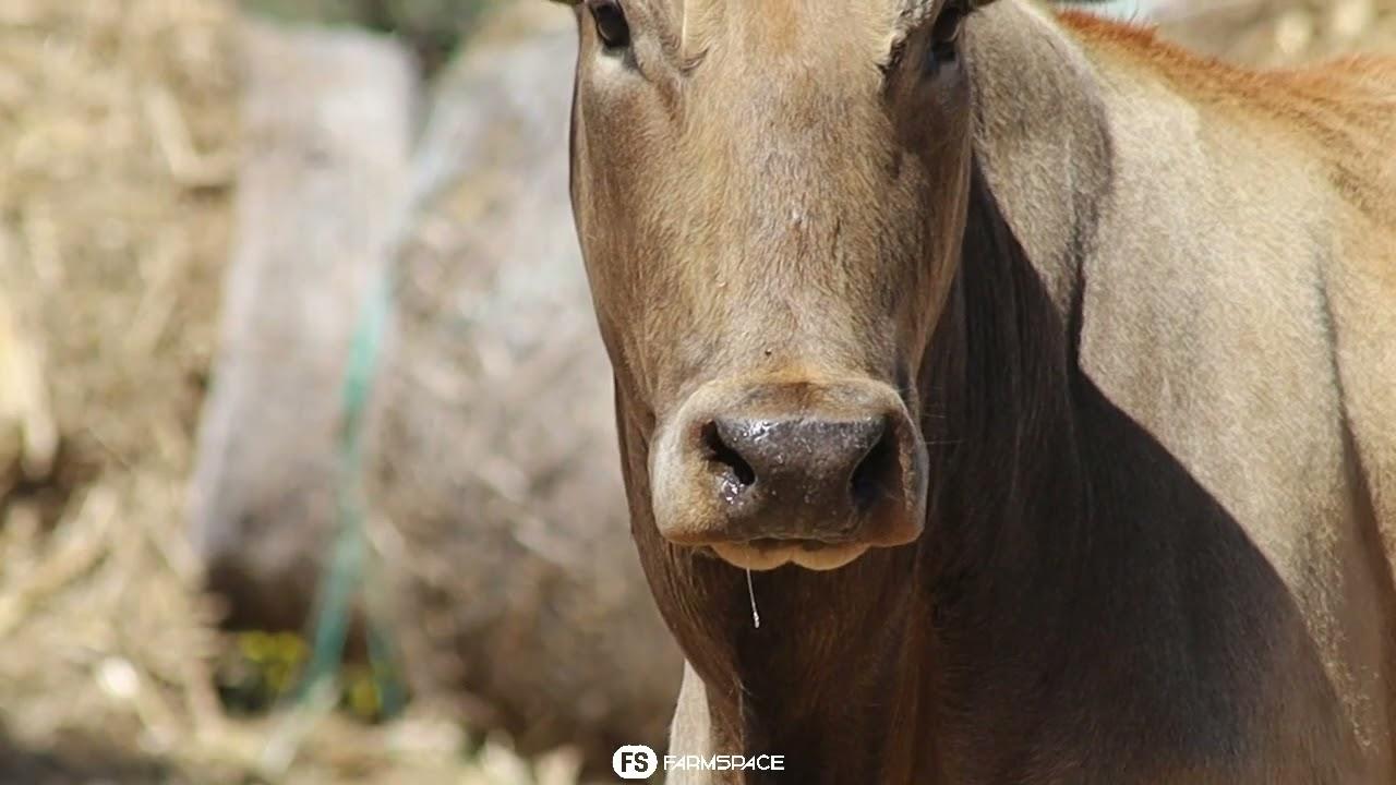 Gariep Nguni's bied aan Lot 54 - FB 18-112 by die Nguni Regainer Groep Veiling, 13 Oktober.