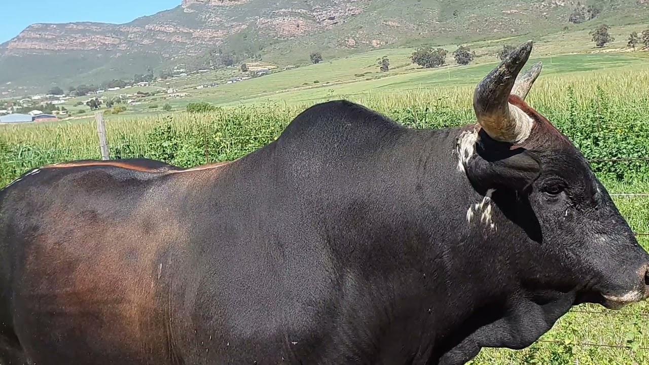 EX 17 505 Lot 22 at the Regainer Nguni Auction