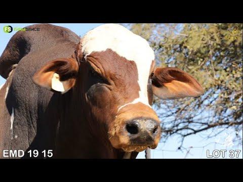 Lot 37 | EMD 19-15 | Oostenwal Boerdery | Road to the Boran National Auction | 15 July 2023