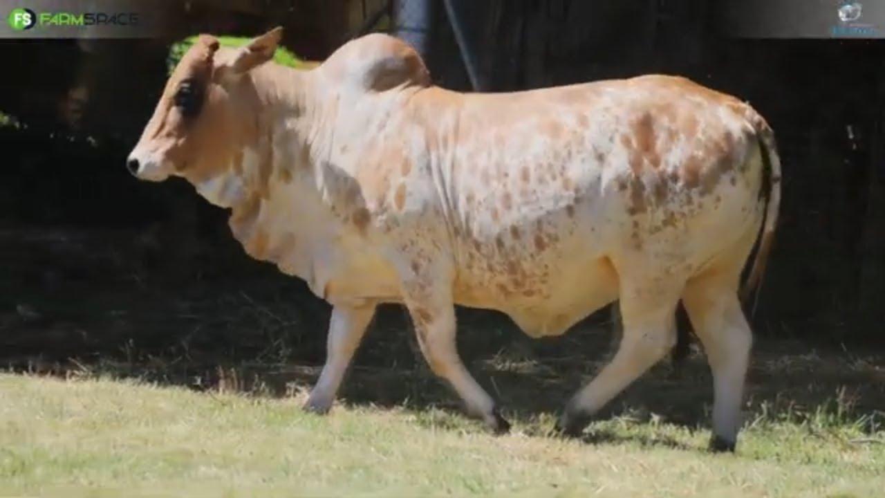 Fonteine Borans bied met trots aan Lot 9 | FN 21 201 en Lot 27 | FN  21 188 by due Sale of the Bonts
