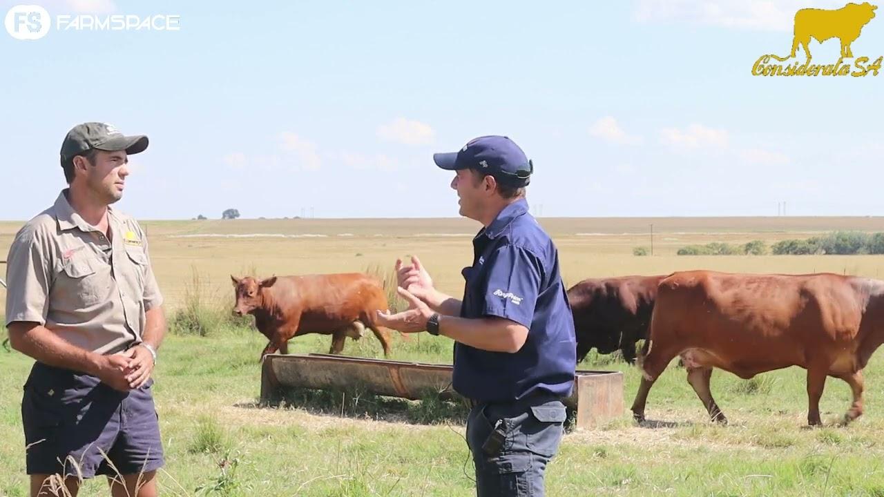 Johan Dannhauser, Considerata SA, talks about the Droughtmasters and his upcoming auction, 7 April.