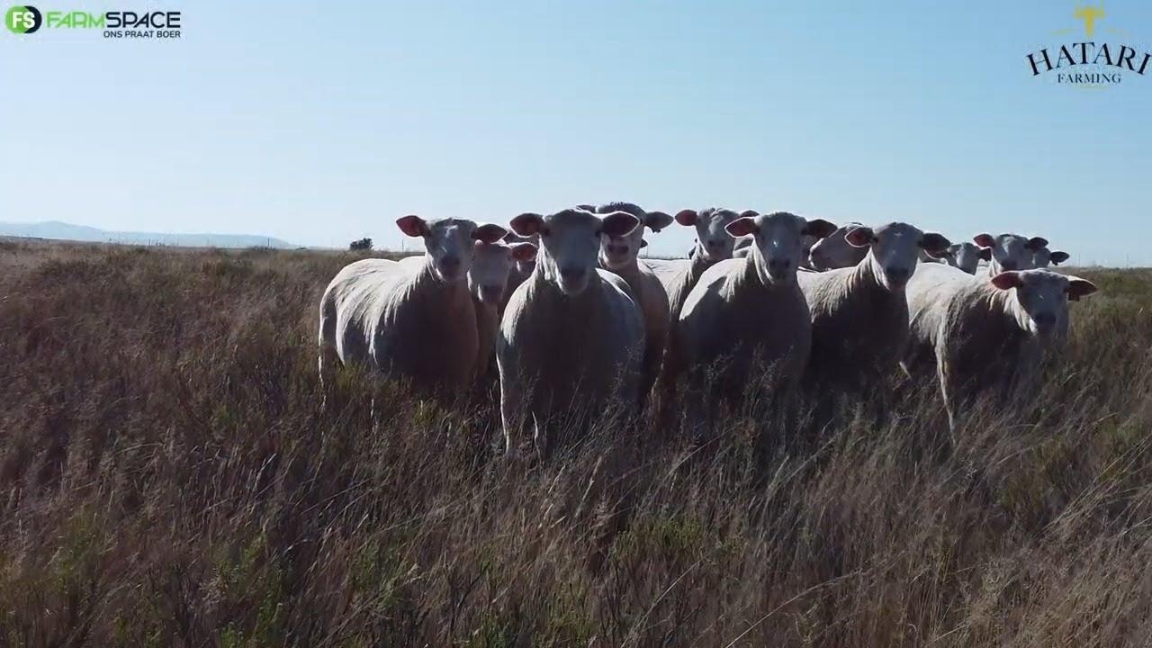 Marius en Steyn gee n oorsig oor die ooie wat hulle vir die Hatari Dormer Veiling uitgesoek het.