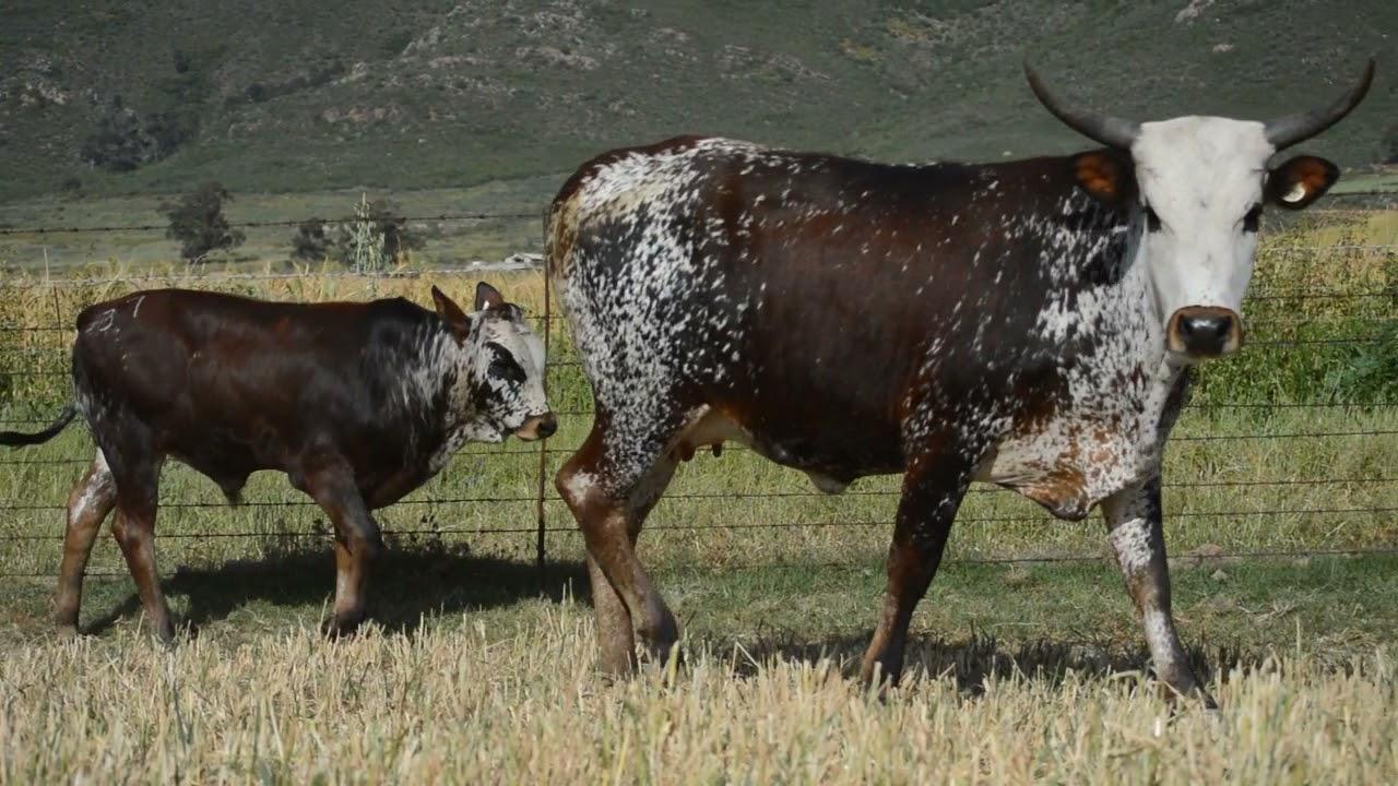 Regainer Nguni Auction Lot 37     EX 19 131