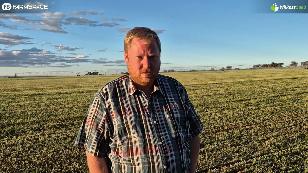 Waar koop jy jou lusern saad? WilRoss Seed maak seker dat hulle net geregistreerde saad verkoop.