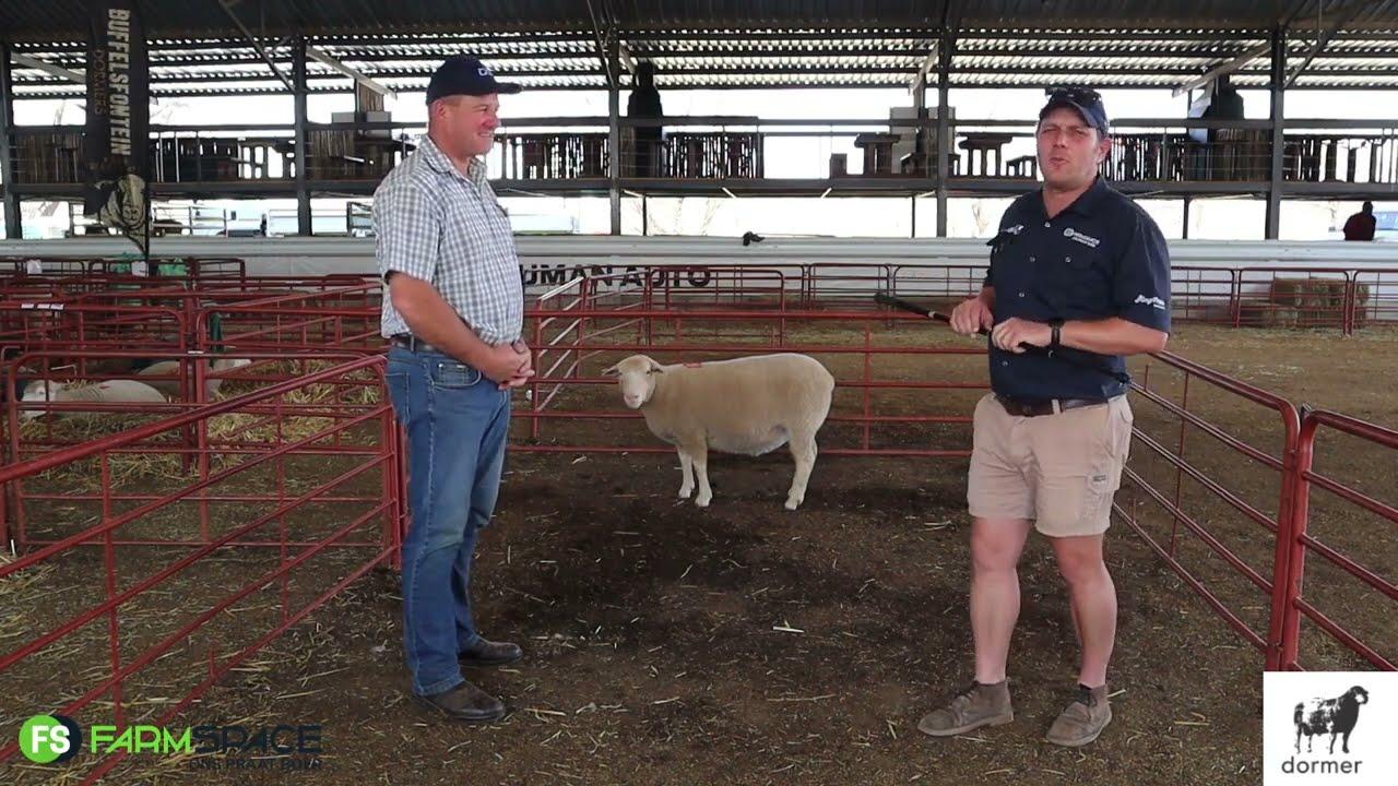 Frans Hugo en Tinus Havinga bespreek die Dormer as 'n ras in Suid Afrika.