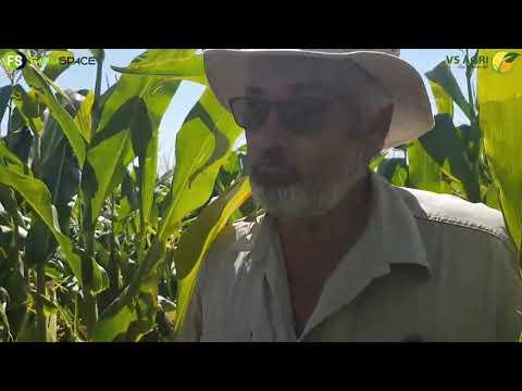 VS Agri - Semi-Organies en ProGas Bemesting op Mielies