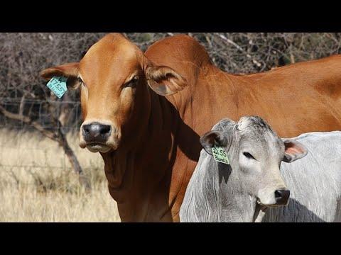 Coco Boran presents Lot 113, Model Blonde, at the 2022 Boran National Auction.
