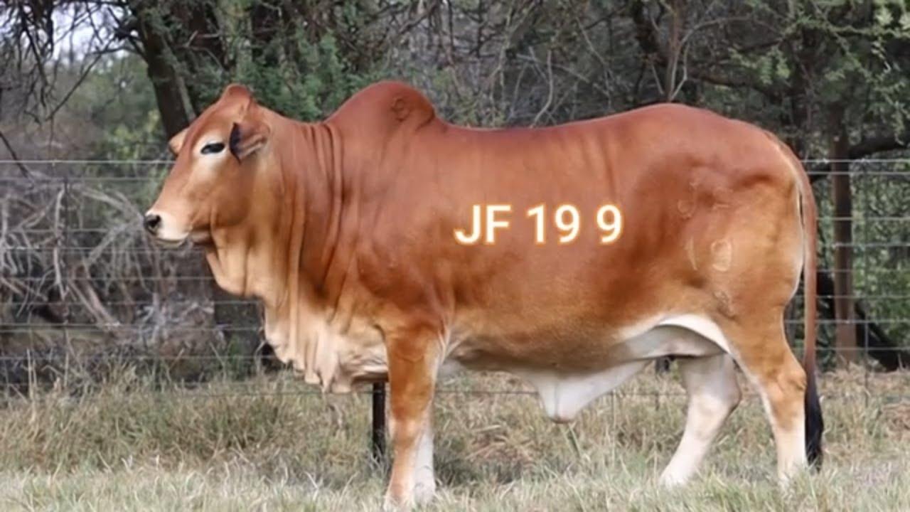 Excelsior Boran bied aan JF 19 9 by die Limpopo Prestige Veiling