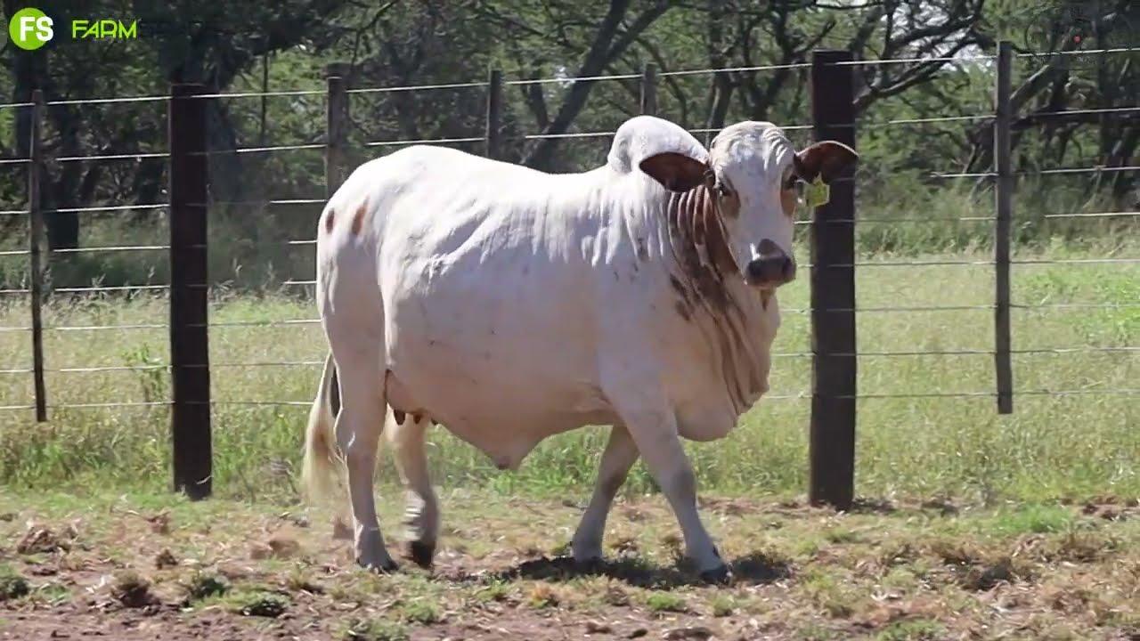 Mosdene proudly presents Lot 12 | GUJ 20-06 | Mystique at the Sale of the Bonts Auction, 25 March.
