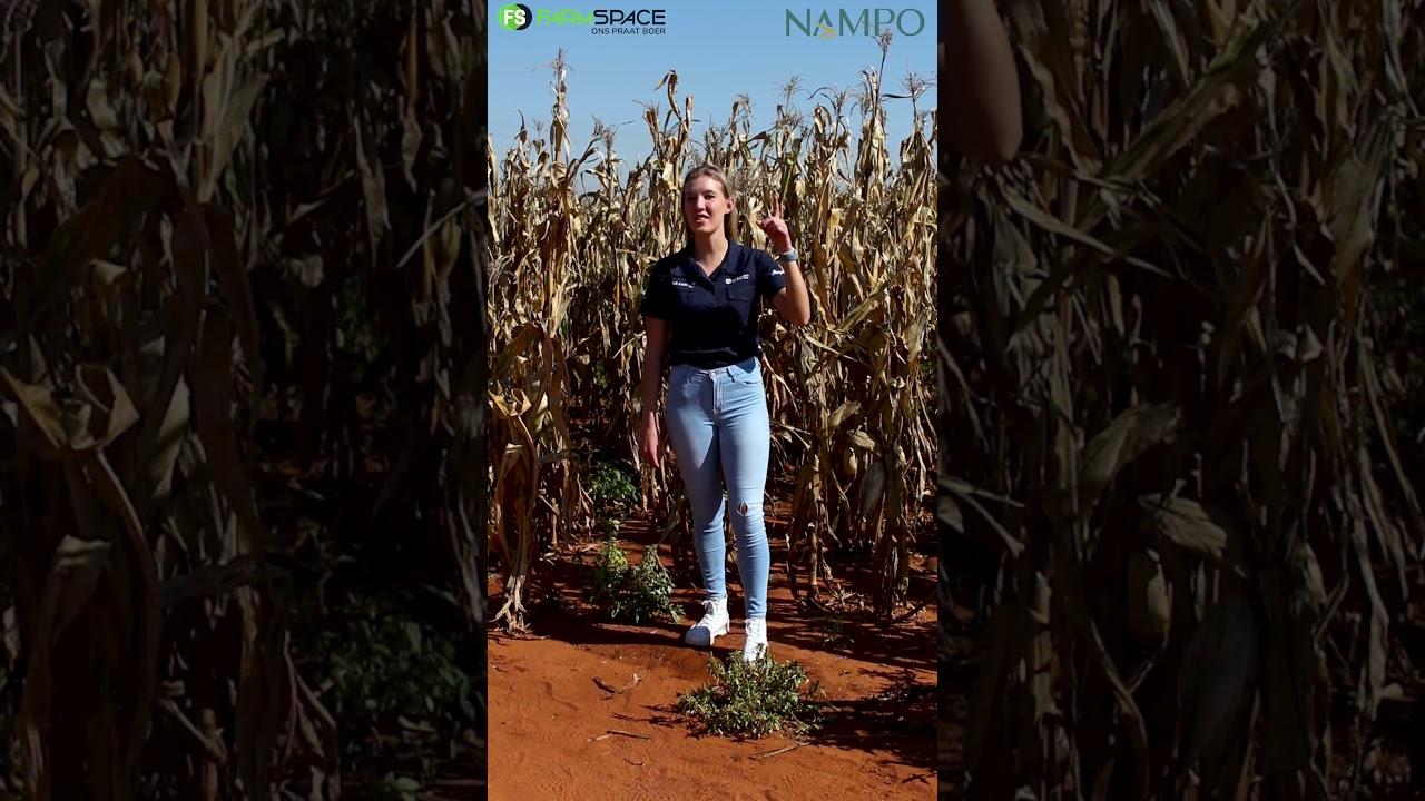 Nampo 2024 is om die draai!! Kyk uit vir die Nampo girl wanneer jy daar is.