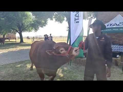 Limousin weegkompetisie by Nampo Alfa 2022.