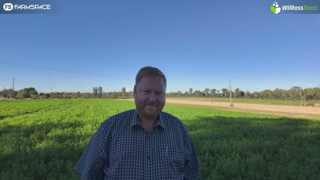 Wil jy lusern plant? Watter kultivar verskans jou risiko's die beste?