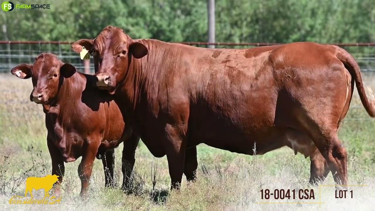 Considerata SA offers functional farming cattle on the April 13th at the Afridome in Parys.