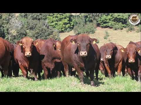 Grassfields Beef & Africa Droughtmasters Auction tomorrow, 15 June 2022, at 11:00.