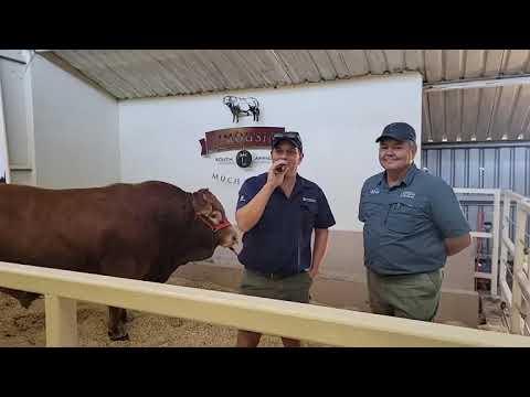 Nampo 2023 - Die Limousin Beesras