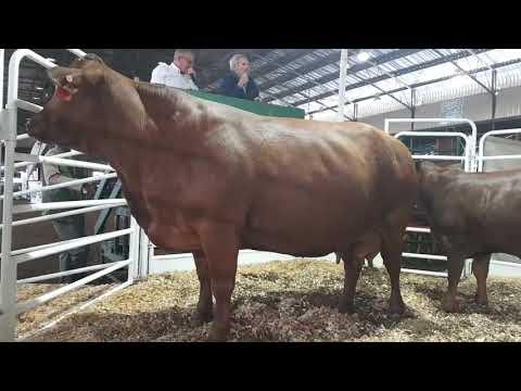 Africa Droughtmaster Genetics Sale 2021