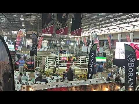 Boran National Auction 2024 live from Parys Afridome Showgrounds.