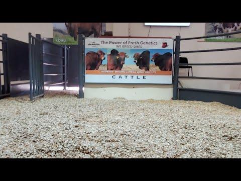 Mambushi & Friends Boran Auction Live From Phala-Phala