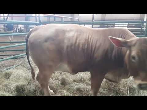 Droughtmaster Genetics Sale 2021 - Ian oor die ras