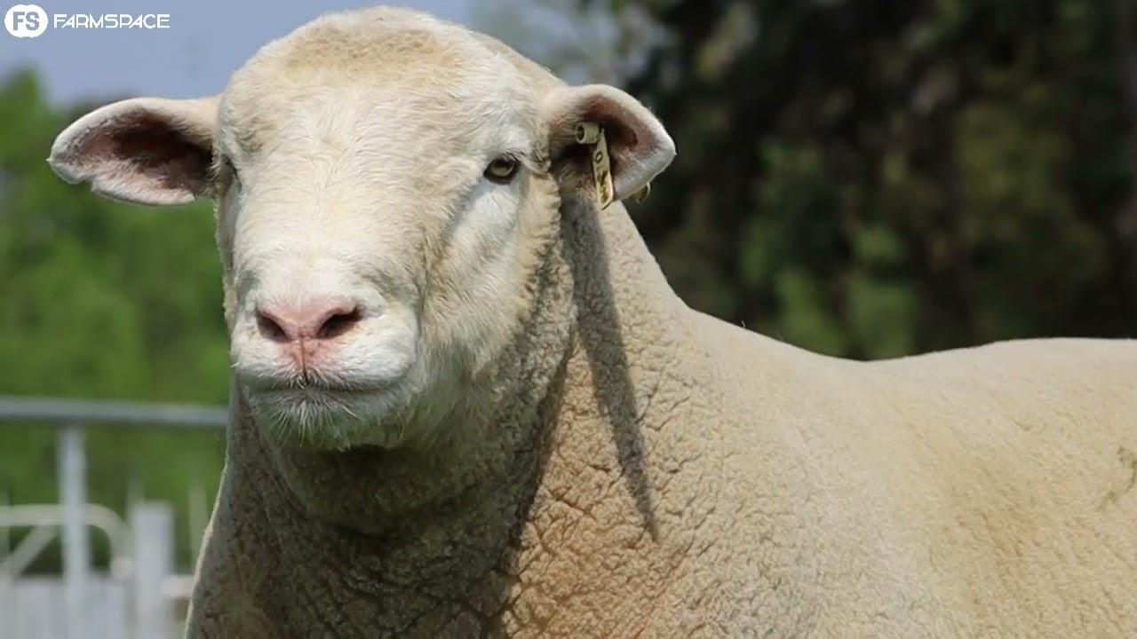 Hatari & Rooihek Bied aan Lot 3, Dirkie DZ 20 380